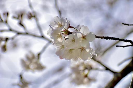 桜 桜の写真