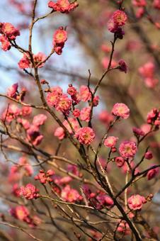 Plum (Yaekankou), JPG Plum (Yaekankou), JPG