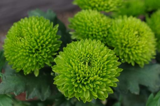 緑のピンポンマム(ピンポン菊) 緑のピンポンマム(ピンポン菊)の写真