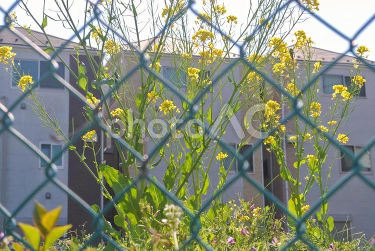 横浜街散歩 菜の花,植物,春の写真素材