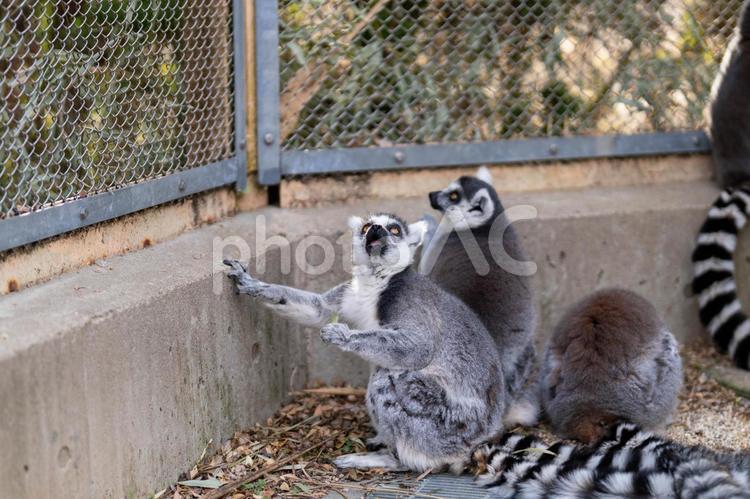 かわいいワオキツネザルの群れ 振り向く,並んでいる,たくさんの写真素材