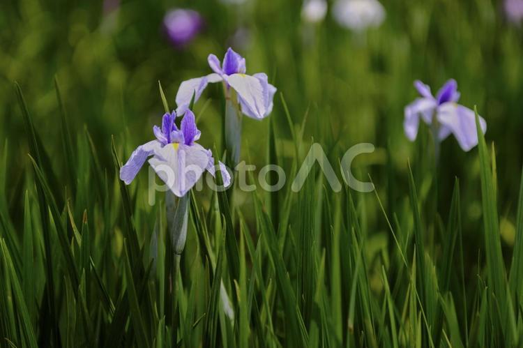 風景素材　初夏に咲く綺麗な菖蒲の花 風景,菖蒲,花の写真素材