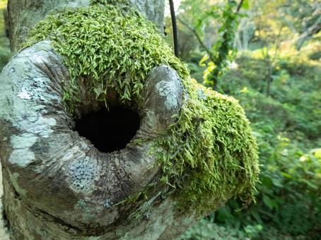 枯木の巣穴の写真
