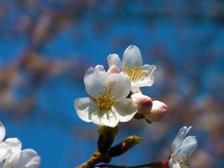 桜_1 桜_1の写真