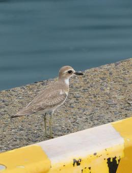 波止場にオオメダイチドリ オオメダイチドリ,野鳥,鳥の写真素材