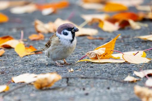 スズメの若鳥(21)の写真