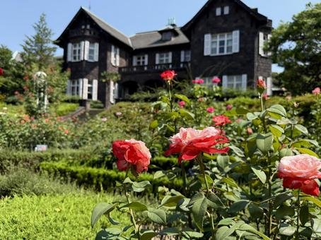 旧古河邸　旧古河庭園 7月のバラ園 旧古河邸,旧古河庭園,洋館の写真素材
