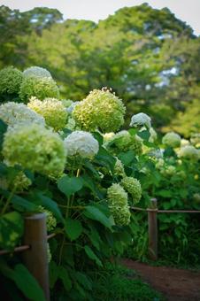 Hydrangea Road, JPG Hydrangea Road, JPG