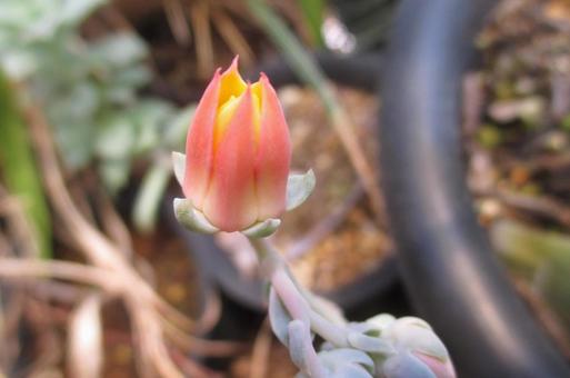 エケベリアの花 エケベリア,花,多肉植物の写真素材