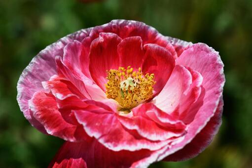 ポピー(シャーレーポピー)_9 ポピー(シャーレーポピー)_9の写真