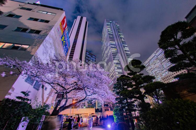 新宿の高層ビル群とライトアップされた桜 桜,夜桜,新宿の写真素材