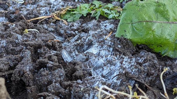 霜柱 寒さが生み出す神秘的な光景 自然現象,氷,霜の写真素材