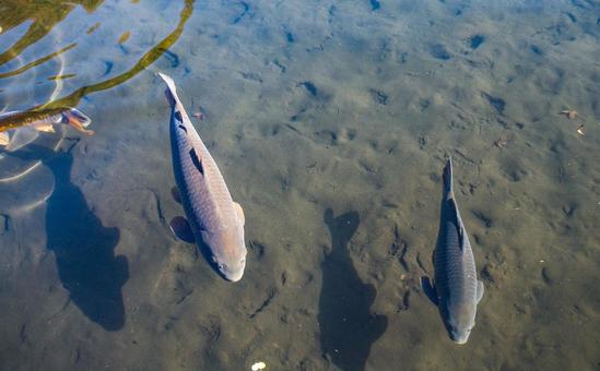 ティラピア ティラピア イズミダイ,淡水魚,食用の写真素材