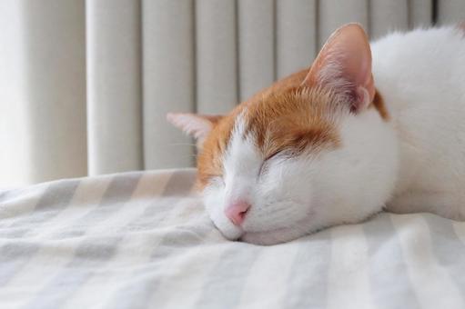 お布団と猫_52 お布団と猫_52 猫画像,ねこ写真,ネコの写真素材