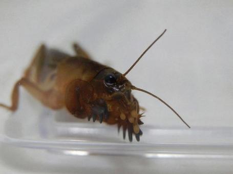 【昆虫写真】ケラ(螻蛄) 【昆虫写真】ケラ(螻蛄)の写真