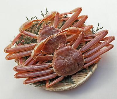 ずわいがに ざる盛り ずわいがに ざる盛り ズワイガニ,ずわいがに,ずわい蟹の写真素材