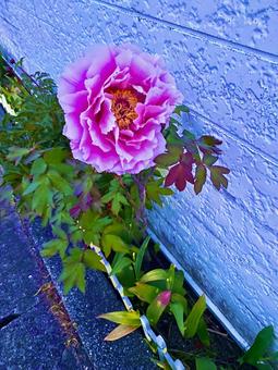 花 花の写真