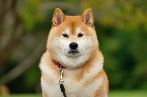 柴犬のポートレート 柴犬のポートレート 犬,柴犬,赤毛の写真素材