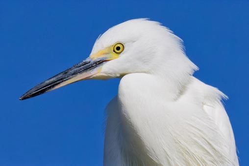 コサギの顔アップ コサギ,小鷺,シラサギの写真素材