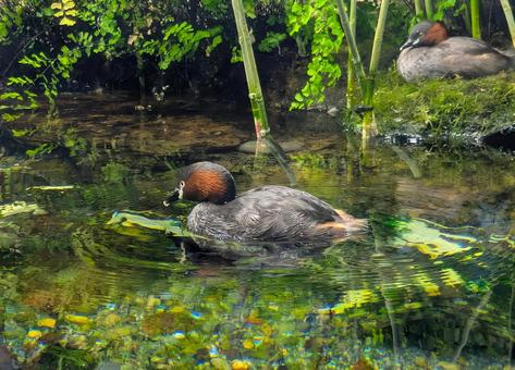鴨 鴨 鴨,池,水鳥の写真素材