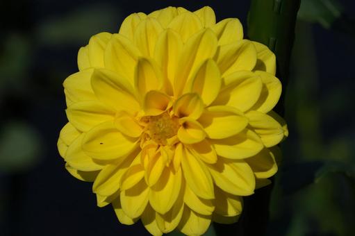 ダリア（イエローパール） ダリア,イエローパール,黄色の写真素材