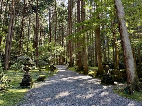 御岩神社の静寂に包まれた参道 御岩神社の静寂に包まれた参道 茨城県,日立市,御岩神社の写真素材