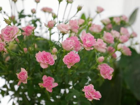 リトルウッズ＊ミニ薔薇 リトルウッズ,極小輪,ミニバラの写真素材