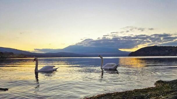 夕焼けの富士山と山中湖の白鳥 富士山,山中湖,夕焼けの写真素材