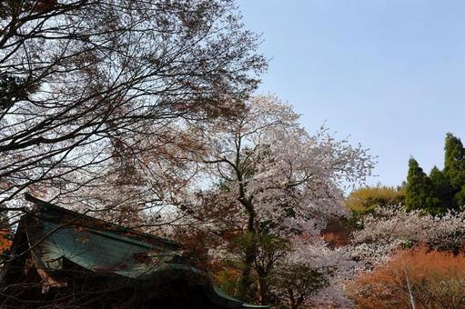 4月上旬の四国八十一番霊場白峯寺の桜の花 4月上旬の四国八十一番霊場白峯寺の桜の花の写真