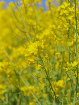 菜の花 菜の花の写真