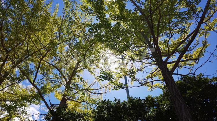 木漏れ日 木漏れ日,木,枝の写真素材