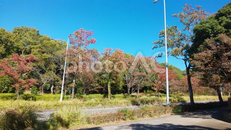 秋の博多の森 自然,秋,紅葉の写真素材