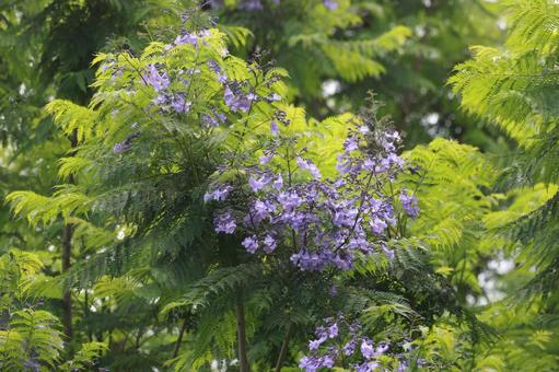 ジャカランダ ジャカランダ,花,花びらの写真素材