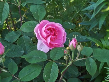 Photo, rose, roses, flower, 