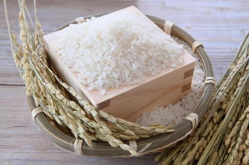 お米　収穫の秋　イメージ 新米,米,秋の写真素材