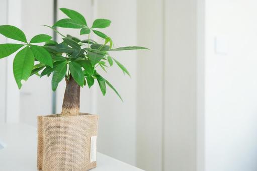 観葉植物のある部屋 観葉植物のある部屋の写真