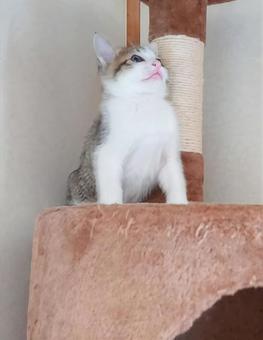 首をすくめる子猫 首をすくめる子猫の写真