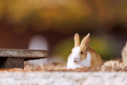 The rabbits of Okunoshima, JPG