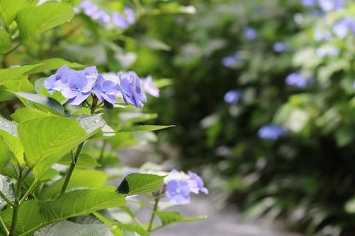 Photo, hydrangea, petal, rainy season, 
