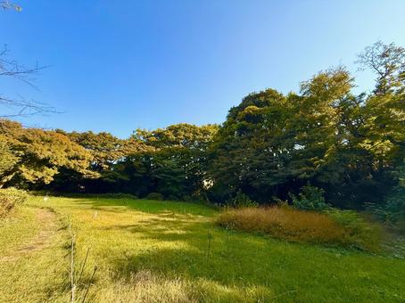 緑豊かな美しい公園とブルースカイ 青空,空,ブルースカイの写真素材