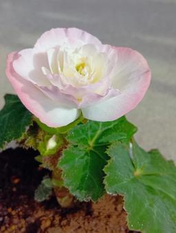 球根ベゴニア 淡いピンク色,花,植物の写真素材