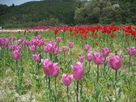 咲き乱れるチューリップ チューリップ,自然,かわいいの写真素材