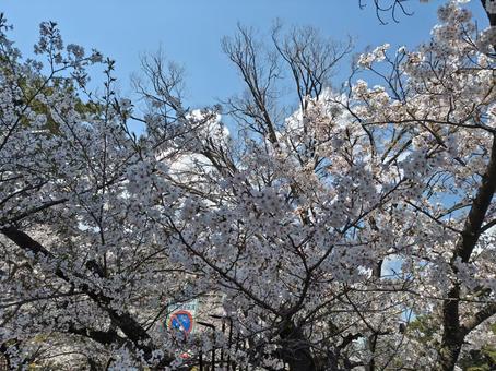 桜 桜の写真