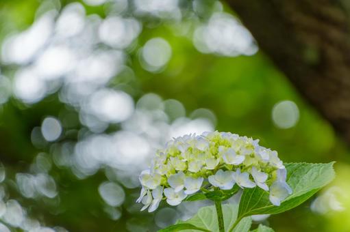 Photo, নীলাবা গোলপি পুষ্পপ্রসু গুল্মবিশেষ, ফুল, পাপড়ি, 
