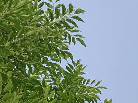 空と木と 空と木との写真