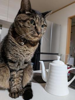 ねこ ねこ,ネコ,catの写真素材