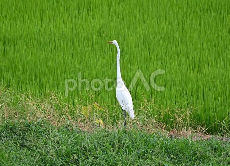 首を伸ばすダイサギ ダイサギ,サギ,鷺の写真素材
