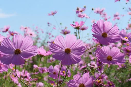 コスモスの舞の写真