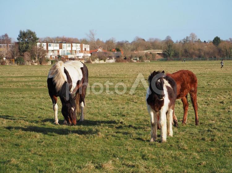 牧草上に立つ二頭の馬 動物,馬,うまの写真素材