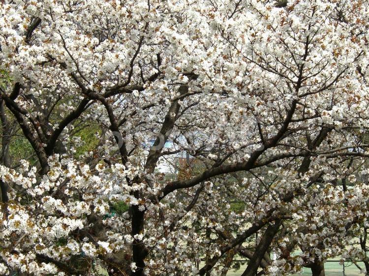 砧公園　桜 砧公園,桜,さくらの写真素材